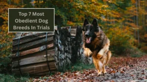 Top 7 Most Obedient Dog Breeds In Trials