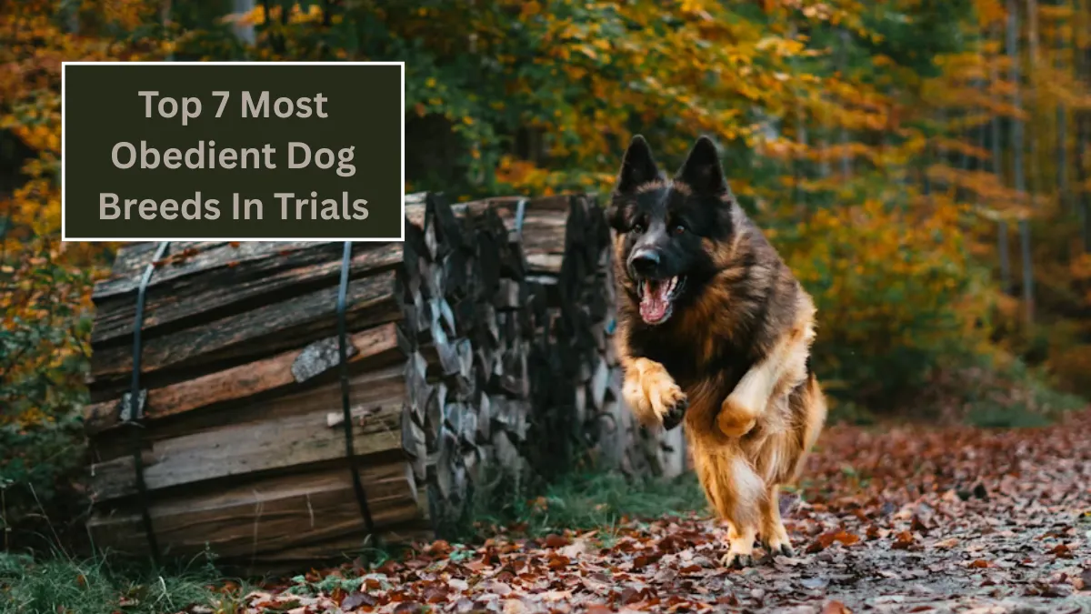 Top 7 Most Obedient Dog Breeds In Trials
