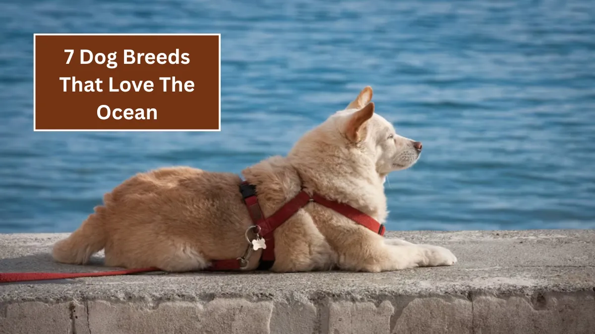 7 Dog Breeds That Love The Ocean