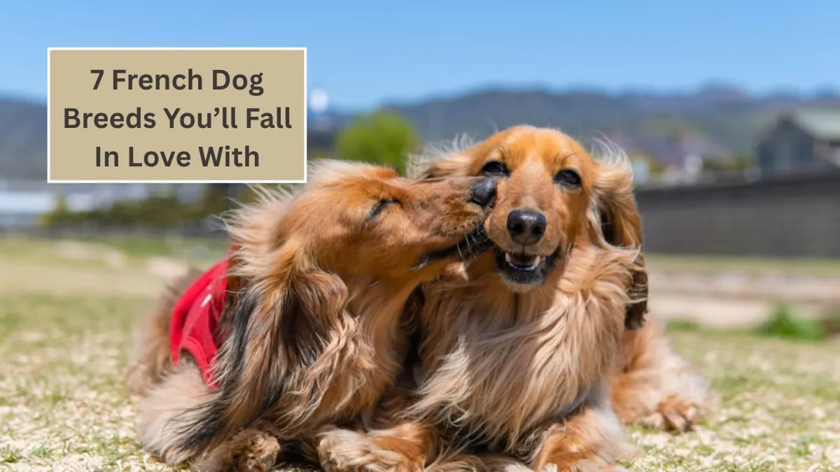 7 French Dog Breeds You’ll Fall In Love With