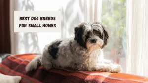 Best Dog Breeds for Small Homes
