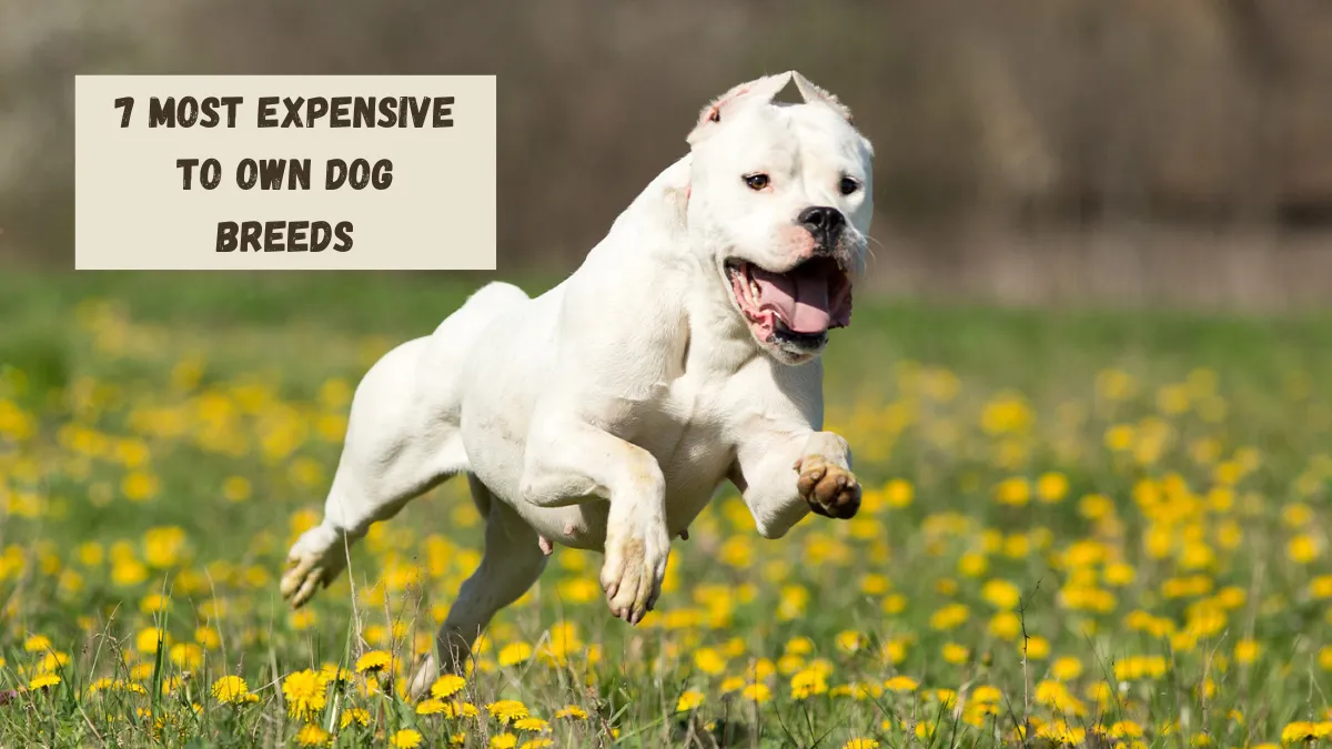7 Most Expensive to Own Dog Breeds