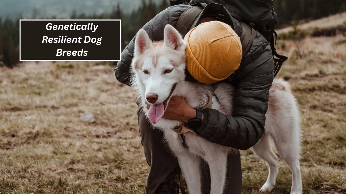 Top 7 Genetically Resilient Dog Breeds You Can Trust