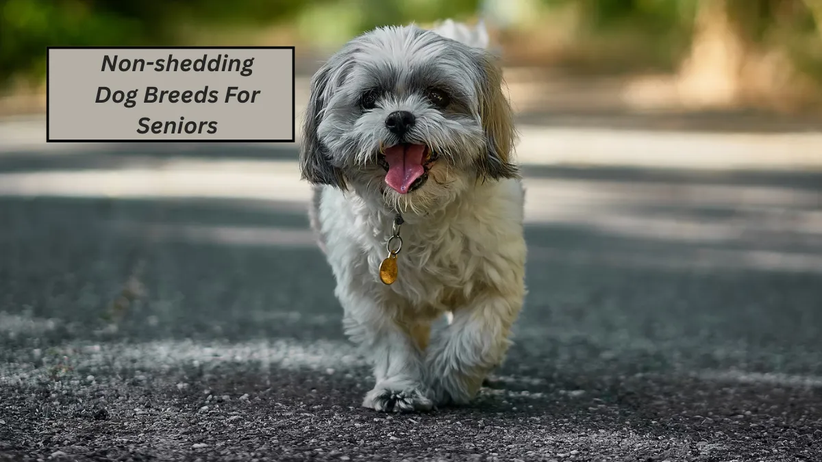 7 Best Non-shedding Dog Breeds For Seniors