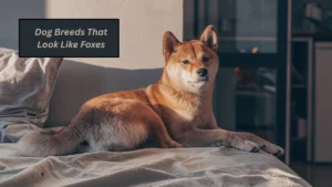 9 Dog Breeds That Look Like Foxes