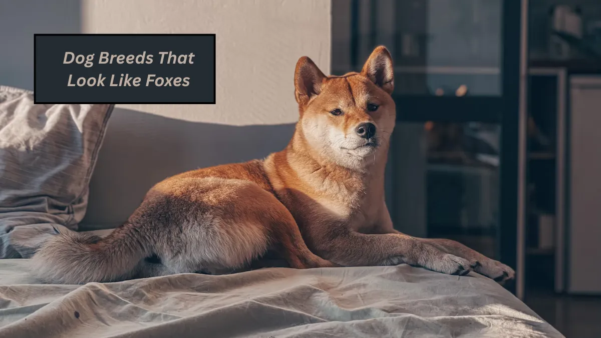 9 Dog Breeds That Look Like Foxes