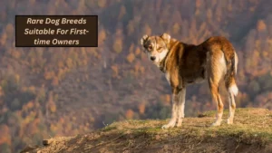 Top 7 Rare Dog Breeds Suitable For First-time Owners