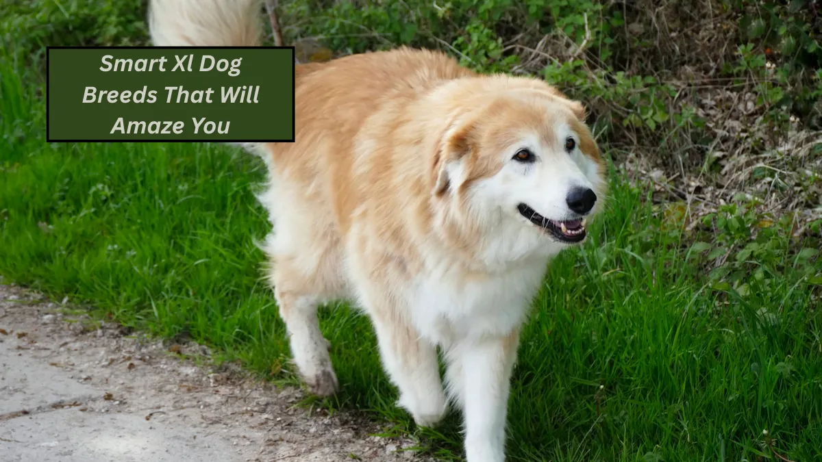 Top 7 Smart Xl Dog Breeds That Will Amaze You